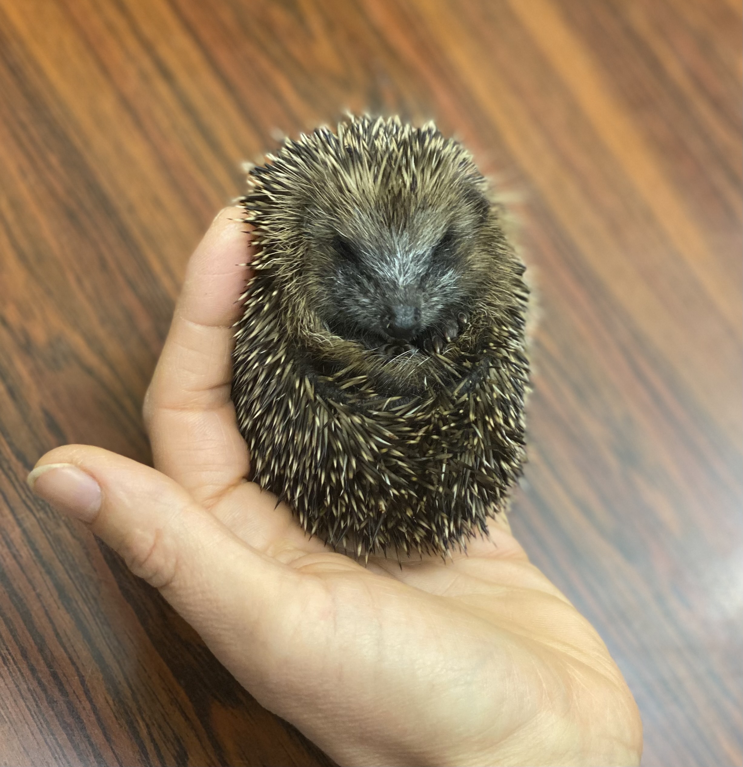 Igelbaby%20eingerollt%20auf%20dem%20R%C3%BCcken%20in%20der%20Hand%20der%20Expertin